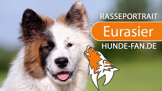 ► Eurasier 2023 Rasse Geschichte Aussehen Charakter Erziehung Haltung amp Krankheiten [upl. by Gader]