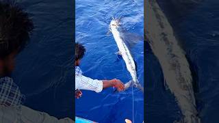 Huge ❤‍🔥 Sword Fish Catched In Fishing Line monsterfishcatch swordfish flying swordtails boarfi [upl. by Kristi776]