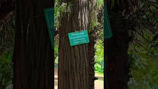 Lalbagh Botanical Garden Part 14  Pencil Cidar Tree  Bangalore [upl. by Sined]