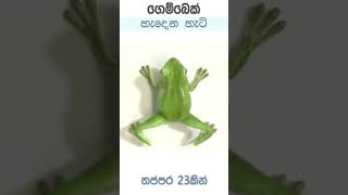 ගෙම්බෙක් හැදෙන හැටි තප්පර 28කින් බලමුද  😯🐸🌱 Life Cycle of a Frog  Stages of Frog  BioApi shorts [upl. by Ellednahs581]