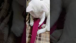 Dubata psnd a gya hamy toh😂😘❤️subscribe like catlover shorts 05nov2024 [upl. by Bartlet]