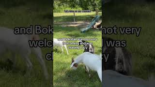 Goat herd update Full video on our channel goatherd animalrescuer [upl. by Ilonka]