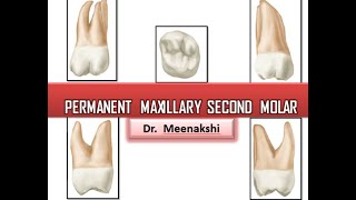 Permanent Maxillary Second Molar [upl. by Marilyn]