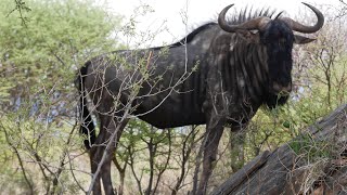 2 Bayern in Namibia  Tag 19 4K Daan Viljoen Wildpark und DAS ist Regenzeit in Namibia [upl. by Orson872]