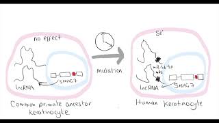 Video synopsis snoRNA Host Gene long noncoding RNA affects cell fate control EMBO Journal [upl. by Stephen]