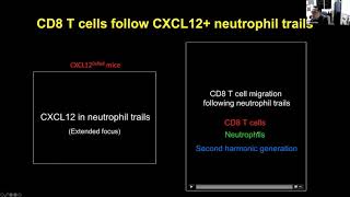 Minsoo Kim In situ neutrophil efferocytosis shapes T cell immunity to influenza infection [upl. by Anidal166]