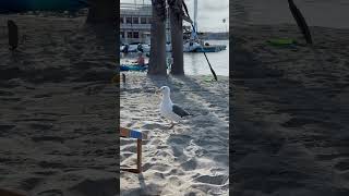 This seagull stole my coffee 😃seagull californiabeach életkülföldön sirály [upl. by Dukey336]