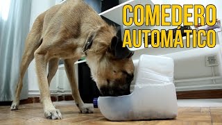 Cómo hacer un comedero automático para perros Experimentos Caseros [upl. by Harvie726]