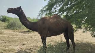 The camel is returning the honor of the camelcameltharviralvideo youtubevideo [upl. by Mikol]