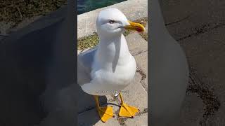 MOUETTE GOÉLAND ou STERNE 😳🤔 [upl. by Arrakat]