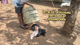 DETIK DETIK KUYANG TERTANGKAP DISIANG HARI GEGERKAN WARGA [upl. by Rednaxela622]