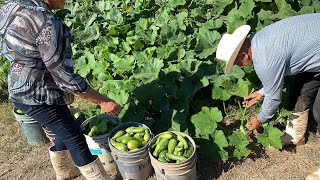 Cortando calabacitas tiernas una bendición de nuestra madre naturaleza [upl. by Hgielra]