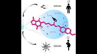 mPTX  To improve IVF efficiency by IITH Kasturba amp Manipal Researchers [upl. by Reppep]