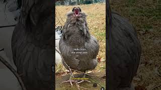 Chicken happy hour 🐔🍗🐣🐥🐤🧆 tuesdayvibes chicken rooster comedy relatable funnyanimals [upl. by Ballman471]