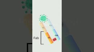 Antibody  Immunoglobulin structure and function  animation  science immunology [upl. by Eustasius]