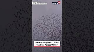 Starling Murmuration Bird Shape  Starling Murmuration In Tewkesbury UK  shorts  News18 [upl. by Creath]