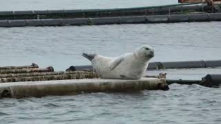 Gewone zeehond  Common Seal [upl. by Trepur]