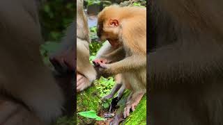 funny monkey animals babyprimates babymonkeys breastfeeding cute babyanimals babyanimals [upl. by Fanechka]