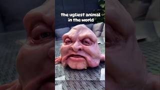 the ugliest animal in the world facts factvideo animalsuglyanimals cute [upl. by Nylrahs]