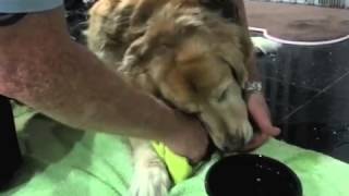 Treating Dogs Injured Paw [upl. by Conrade]