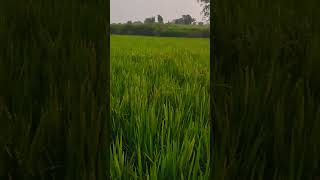 Uda kabtoor fer ferr song punjabi punjabisong funny [upl. by Salene]