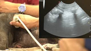 Vet Emergency Ultrasound TFAST  Thoracic Focused Assessment with Sonography for Trauma [upl. by Anal480]