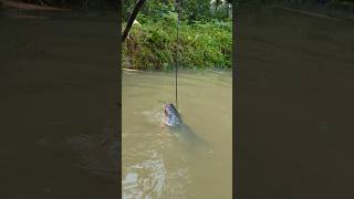 Unbelievable Stump Hook Challenge Fishing Videofishfishvideoshorts [upl. by Ariahaj]