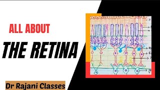 The Retina l Physiology l Layers l Rods amp Cones l Function l Retinal Disorders l Simplified [upl. by Canica]