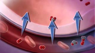 LearnVisible Body  External Respiration [upl. by Peonir198]