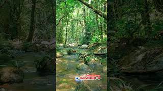 Reduce Stress With Babbling Brook Sounds naturesounds for sleeping  Full 10 Hour video [upl. by Blankenship]