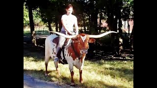 Riding Trained Texas Longhorn Cow Premier Preference [upl. by Cordi]