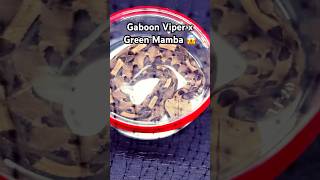 🐍 Gaboon Viper x Green Mamba 🐍 [upl. by Uba]