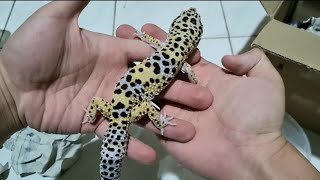 UNBOXING Leopard Gecko Blacknight ph Tremper Ex Repjak [upl. by Eidnew]