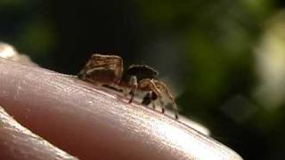 Jumping Spider  quotLittle Jumperquot by Bob The Spider Hunter [upl. by Cassondra6]