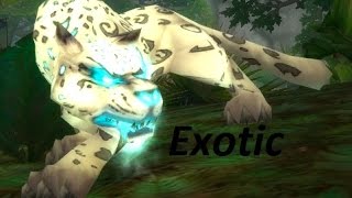 WoW Exotic Hunter Pets NO Spirit Beasts NO Rares [upl. by Reinhold646]