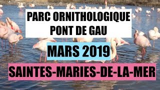 Parc Ornithologique Pont de Gau SaintesMariesDeLaMer  Flamants roses  Camargue  Mars 2019 [upl. by Ical218]