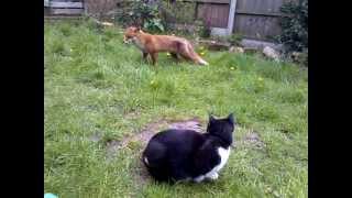 Fox and Cat standoff in my garden [upl. by Procora]