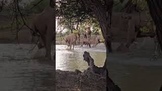 travelcamel animals camel lion camelcamelcamel wildlife lion safari camells [upl. by Eyllek]