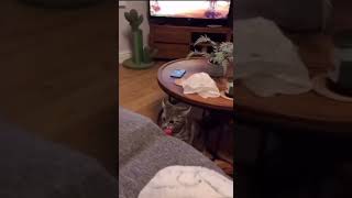 Factory reset cat meme short [upl. by Kwok]