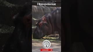 Hippos enjoy a delightful meal hippopotamus shorts wildlife [upl. by Rep503]