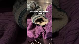 Woman Rescues Tiny Mouse The Size Of A Fingernail  The Dodo [upl. by Sammer264]