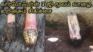 Banana sucker treatment by carbofuran 3G கார்போஃபர்ன் 3 ஜி மூலம் வாழை உறிஞ்சும் சிகிச்சை [upl. by Etennaej222]