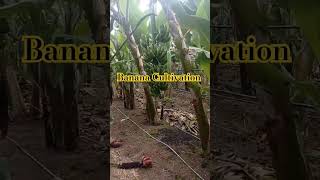 Banana Cultivation  Farming agriculture ytshorts crop banana trending horticulture shortvid [upl. by Veneaux760]