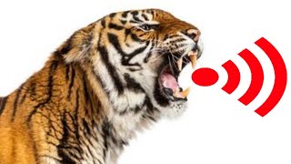 Tiger Roar Sound Effect  Sound of Tiger Growling  Tiger Roar to Attract Animals [upl. by Alemahs871]