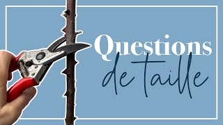 Taille des rosiers pour débutants 10 questionsréponses [upl. by Anastase]