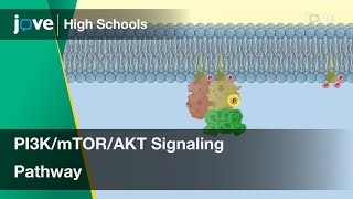 PI3KmTORAKT Signaling Pathway  Cell Bio  Video Textbooks  Preview [upl. by Letisha]