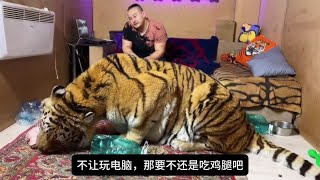 Too outrageous A Russian keeps a 600pound tiger at home and it actually does this [upl. by Guenzi723]