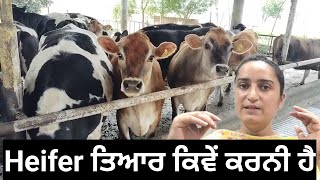 HEIFER nu aiwe tyar kro hamesha PROFIT vich rahoge [upl. by Conal]