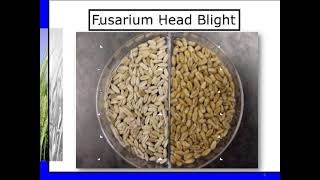 Fusarium Head Blight wheat Diseases [upl. by Doyle]