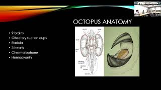 MLBBQ OCTOPUS APPLICATIONS IN BIOMEDICAL ENGINEERING by Jordan Clemsen [upl. by Gensmer]